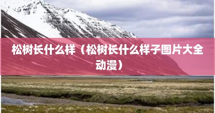 松树长什么样（松树长什么样子图片大全 动漫）