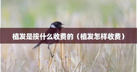 植发是按什么收费的（植发怎样收费）