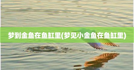 梦到金鱼在鱼缸里(梦见小金鱼在鱼缸里)