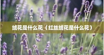 绒花是什么花（红丝绒花是什么花）