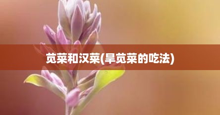 苋菜和汉菜(旱苋菜的吃法)