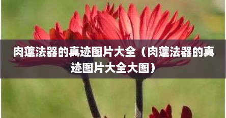 肉莲法器真的存在吗（肉莲法器的样子 现存）