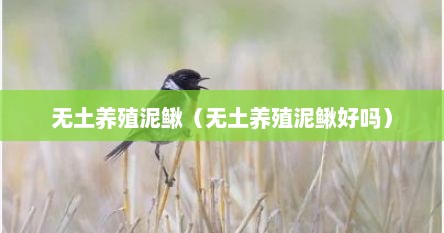 无土养殖泥鳅（无土养殖泥鳅好吗）