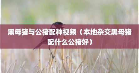 黑母猪与公猪配种视频(本地杂交黑母猪配什么公猪好)