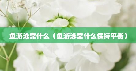 鱼游泳靠什么（鱼游泳靠什么保持平衡）