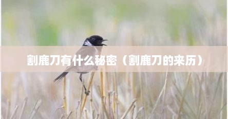割鹿刀有什么秘密（割鹿刀的来历）