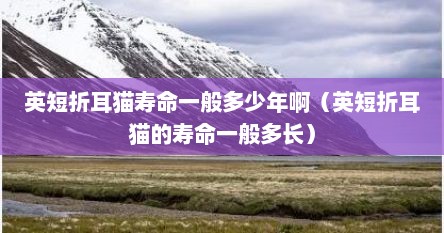 英短折耳猫寿命一般多少年啊（英短折耳猫的寿命一般多长）