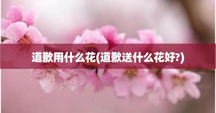 道歉用什么花(道歉送什么花好?)