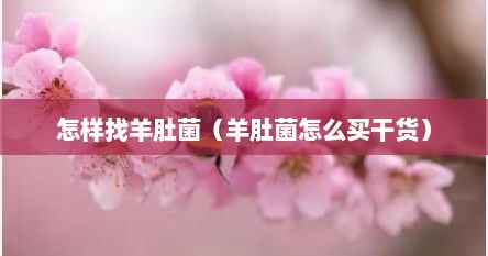 怎样找羊肚菌（羊肚菌怎么买干货）
