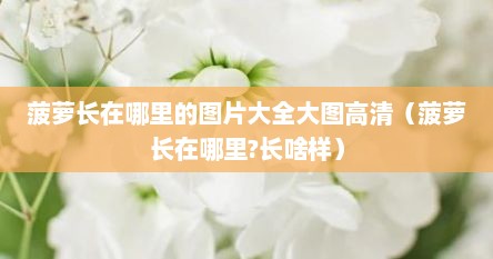 菠萝长在地里是什么样子（菠萝长在什么部位）