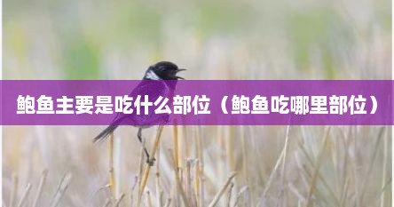 鲍鱼吃哪里（吃鲍鱼主要吃什么部位的?头还是足）