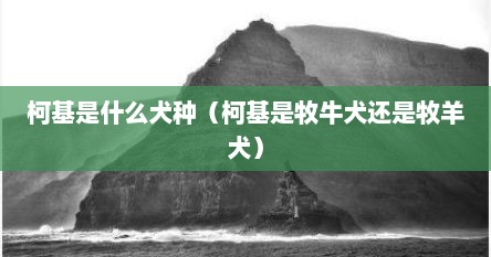 柯基是什么犬种（柯基是牧牛犬还是牧羊犬）