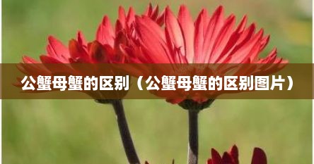公蟹母蟹的区别（公蟹母蟹的区别图片）