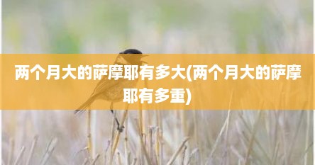 两个月大的萨摩耶有多大(两个月大的萨摩耶有多重)