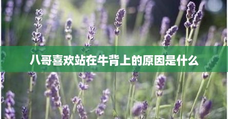 八哥喜欢站在牛背上的原因是什么