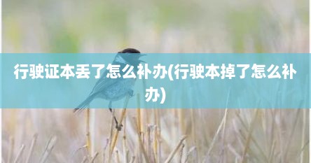 行驶证本丢了怎么补办(行驶本掉了怎么补办)