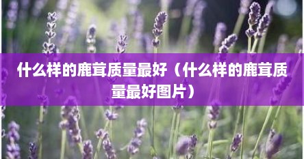 什么样的鹿茸质量最好（什么样的鹿茸质量最好图片）