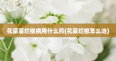 花菜苗烂根病用什么药(花菜烂根怎么治)