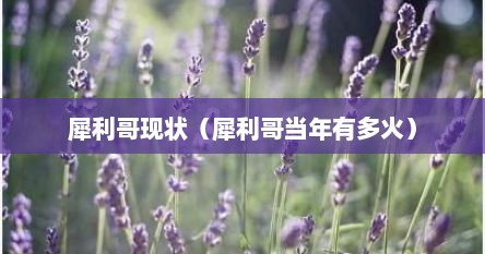 犀利哥现状（犀利哥档年有多火）