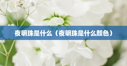 夜明珠是什么（夜明珠是什么颜色）
