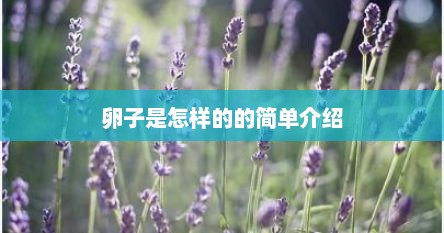 卵子是怎样的的简单介绍