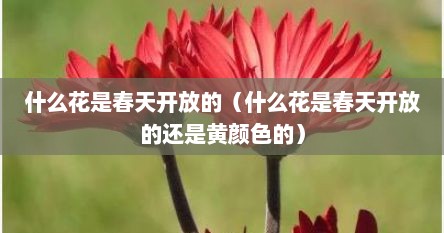什么花是春天开放的（什么花是春天开放的还是黄颜色的）