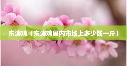 东涛鸡（东涛鸡国内市场上多少钱一斤）