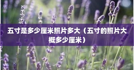 五寸是多少厘米照片多大（五寸的照片大概多少厘米）