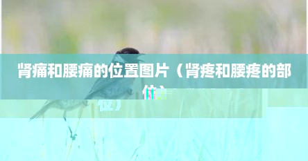 肾痛和腰痛的位置图片（肾疼和腰疼的部位）