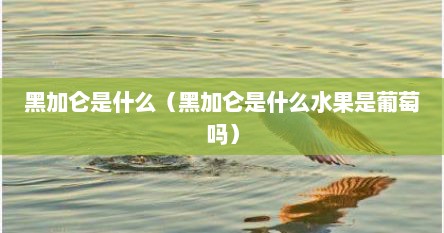 黑加仑是什么（黑加仑是什么水果是葡萄吗）