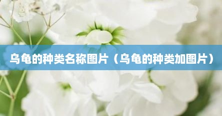 乌龟的种类名称图片（乌龟的种类加图片）