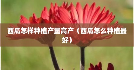 西瓜怎样种植产量高产（西瓜怎么种植最好）
