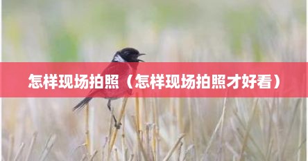 怎样现场拍照（怎样现场拍照才好看）