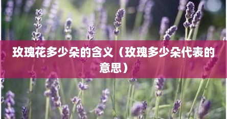 玫瑰花多少朵的含义（玫瑰多少朵代表的意思）