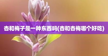 杏和梅子是一种东西吗(杏和杏梅哪个好吃)