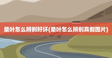 桑叶怎么辨别好坏(桑叶怎么辨别真假图片)