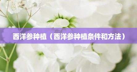 西洋参种植（西洋参种植条件和方法）