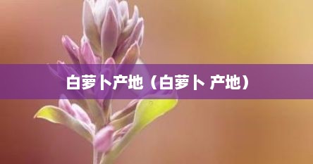 白萝卜产地（白萝卜 产地）