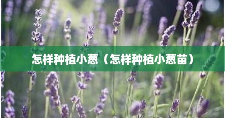 怎样种植小葱（怎样种植小葱苗）