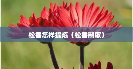 松香怎样提炼（松香制取）