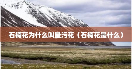 石楠花为什么叫最污花（石楠花是什么）