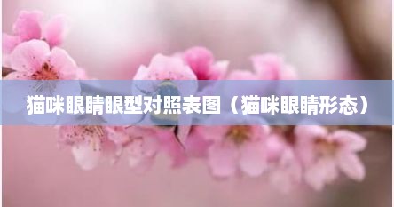 猫咪眼睛眼型对照表图（猫咪眼睛形态）