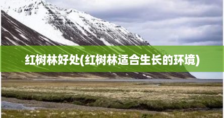 红树林好处(红树林适合生长的环境)