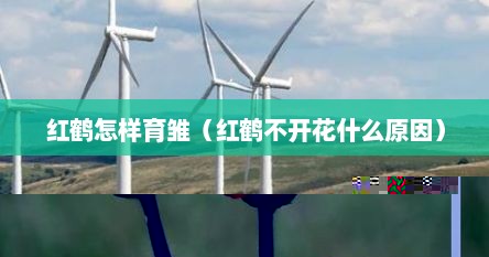 红鹤怎样育雏（红鹤不开花什么原因）