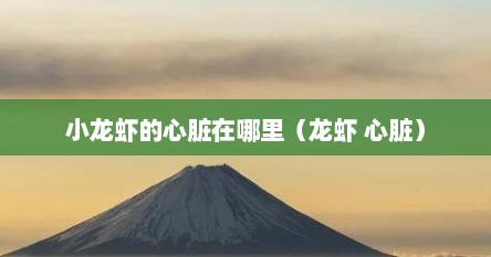 小龙虾的心脏在哪里（龙虾 心脏）