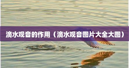 滴水观音的作用（滴水观音图片大全大图）