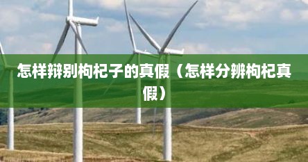 怎样辩别枸杞子的真假（怎样分辨枸杞真假）