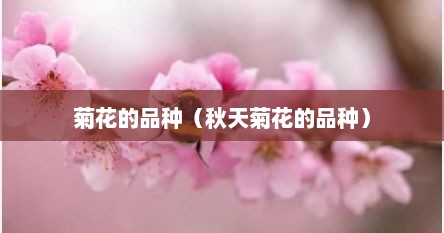 菊花的品种（秋天菊花的品种）