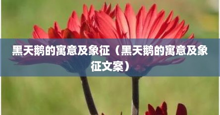 黑天鹅的寓意及象征（黑天鹅的寓意及象征文案）