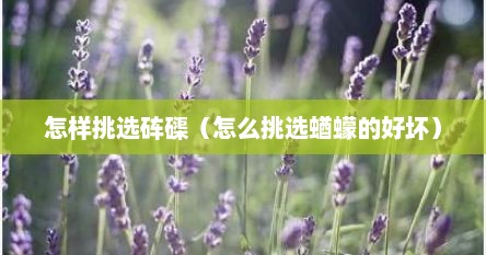 怎样挑选砗磲（怎么挑选蝤蠓的好坏）